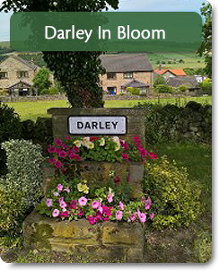 Darley in Bloom